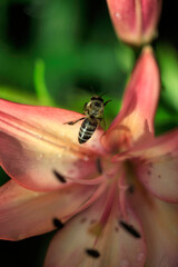 bee on a flower