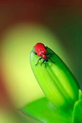 Red bug on a leaf