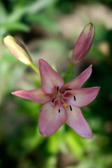 pink lily flower