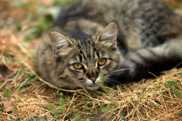 Fototapeta premium cat on the grass