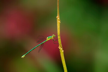 dragonfly on a leaf