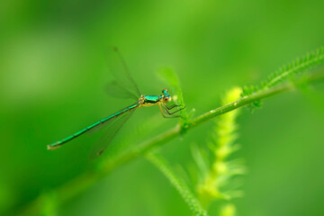 dragonfly on a green leaf