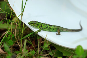 green lizard on a stone