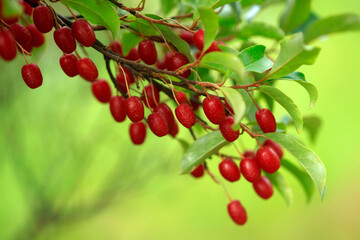 red berries on a branch