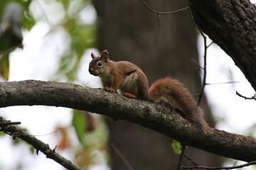 red squirrel looking down from a tree