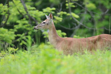 white tailed deer walking in tall grass