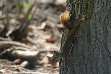 red squirrel climbing down a tree