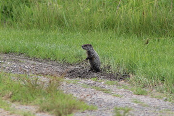 baby groundhog wood chuck searching for food