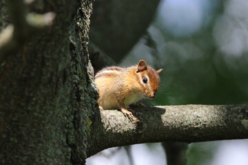 eastern chipmunk perched in a tree