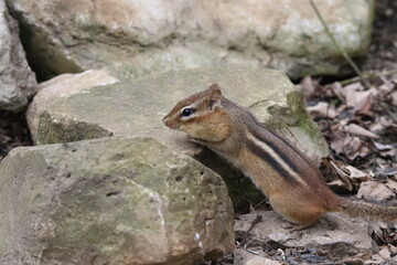 eastern chipmunk scurrying across rocks
