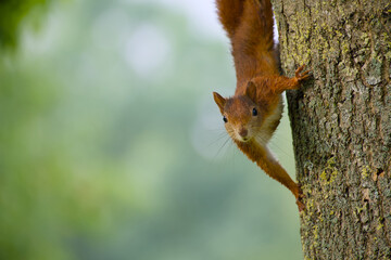 Red squirrel perched on tree trunk with blurred background