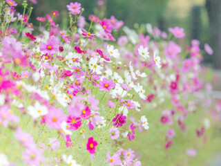 秋を彩るコスモスの花畑。小雨の中、静かに揺れる白とピンクのコスモス。自然風景。花畑のぼんやりしたイメージ。心象風景。