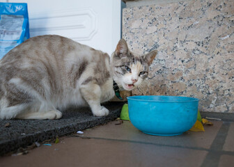 Detalhe de gata branca e cinzenta carente em cuidados de mal tratos a comer com cara de assustada.