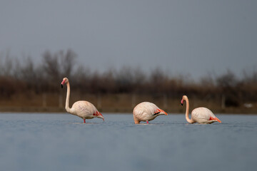 Serene Flamingos Wading in Tranquil Waters