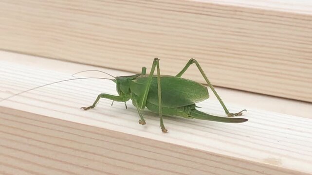 green grasshopper with large long antennae crawls along the board