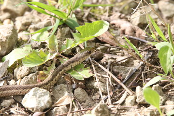 closeup of a snake slithering on the ground