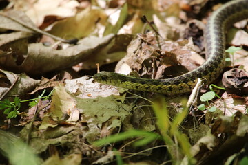 close up of snake slithering through the forest