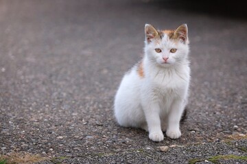 Cute kitten sitting outdoors and looking away. Horizontal image with copy space.	