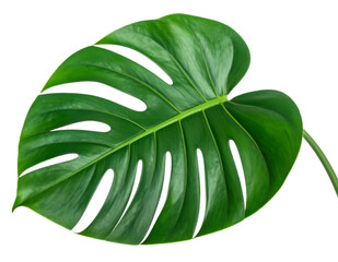 Monster leaves png transparent png