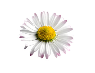 A white flower with yellow center