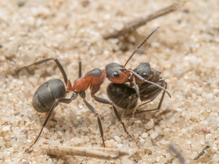 Eine Makroaufnahme einer Waldameise (Formica pratensis) die eine andere Ameise über eine sandige Oberfläche transportiert.