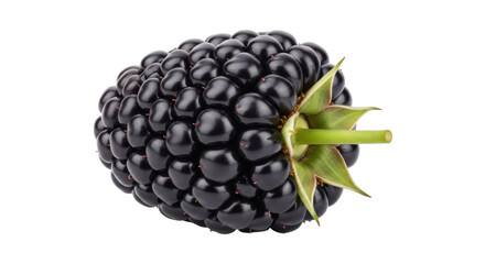 Isolated, fresh blackberry fruit with stem, ripe and ready to eat, in close-up view