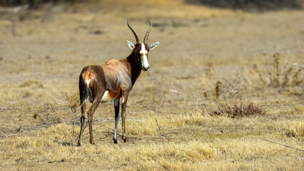 Bontebok adult male (Damaliscus pygargus dorcas), Camdeboo National Park.