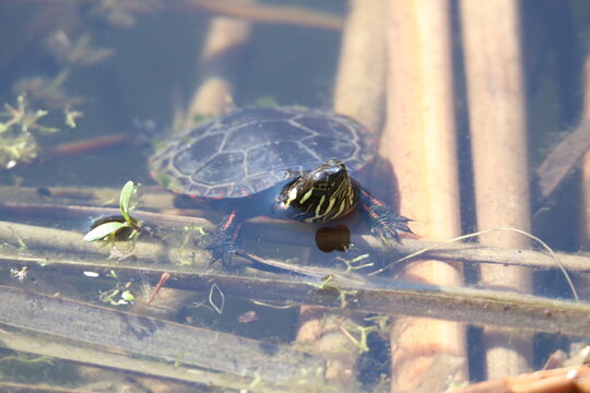 red eared slider turtle with head above water