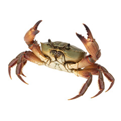 Dark, Robust Crab with Claws Forward on White Background: Fresh Seafood Studio Shot.