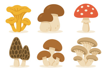 Colorful wild mushrooms and fungi assortment isolated on white background