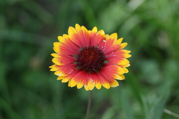 close up of gorgeous red and yellow flower