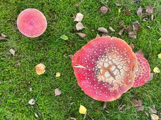 Close up image on toadstool mushroom growing in green moss and grass.