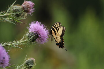 macro yellow butterfly feeding on pink flower