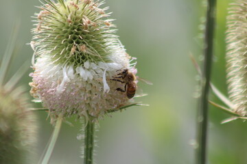 honey bee feeding on a white flower