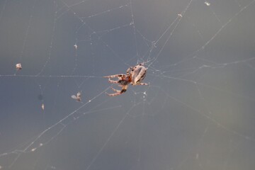 spider chasing a bug that landed in web