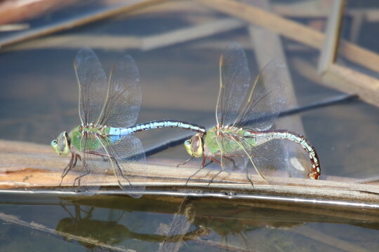 green and blue dragonflies mating