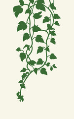 Illustration of ivy plant with green leaves on white background