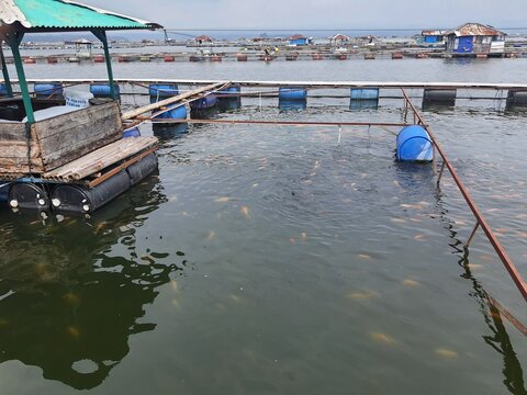 boats on the river, business, ekspor, import, seafood, frozenfood, food, indonesia, comodity, office, fishery, freshwater, fish, cultivation, tambak, budidaya, tilapia, fillet, 