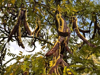 Fototapeta premium Gleditsia triacanthos (honey locust) tree with long twisted seed pods and yellow autumn foliage. Close-up of brown legume pods hanging among pinnate leaves in fall sunlight.