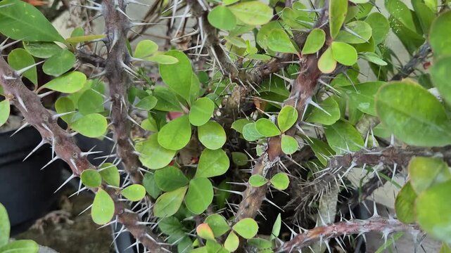 Euphorbia milii shrub with thorns in around the house yard. Great for nature scenes, gardening, and warm climate plants