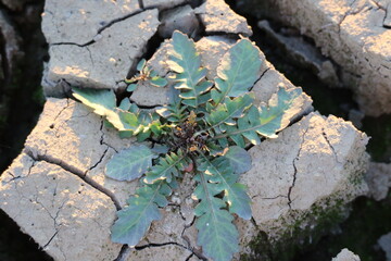 photo of plant trying to crow on dry cracked soil