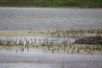 pond with a beaver muskrat den lodge