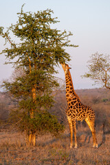 giraffe in the savannah
