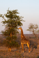 giraffe in the savannah