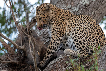 leopard in the tree