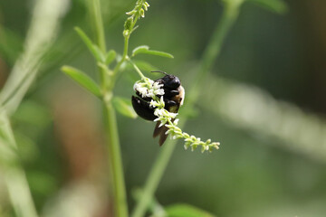 bee on a flower