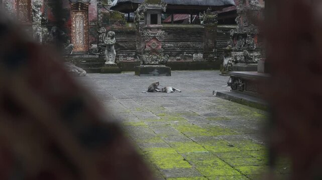 two monkeys in a bali temple