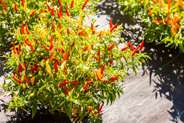 Fresh Chilli Farm