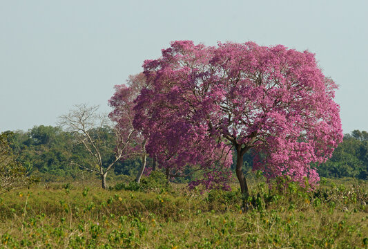 Pink Ipe tree (Tabebuia ipe) during flowering, Pantanal, Mato Grosso, Brazil, South America