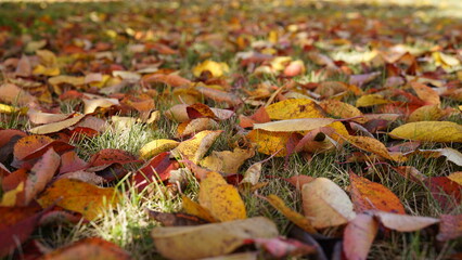 close-up of colourful fall leaves lying on green grass, autumn background, season nature scene